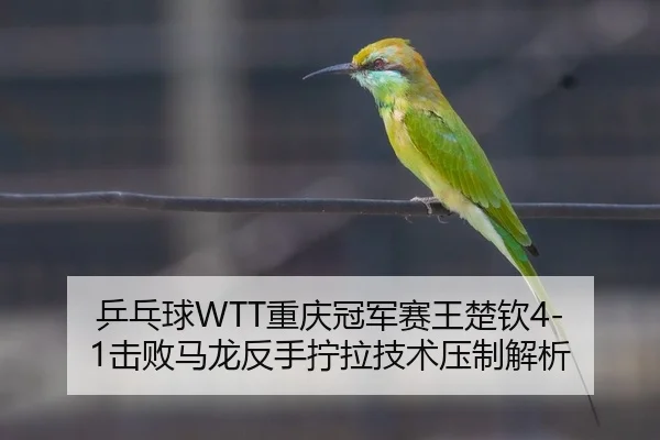 ping-pang-qiu-chong-qing-guan-jun-sai-wang-chu-qin-ji-bai-ma-long-fan-shou-ning-la-ji-shu-ya-zhi-jie-xi-2-245.jpg